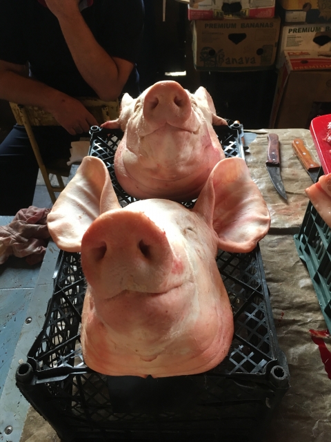 Homo Sapiens II (110)