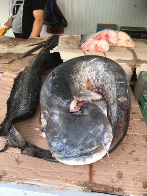 Homo Sapiens II (111)