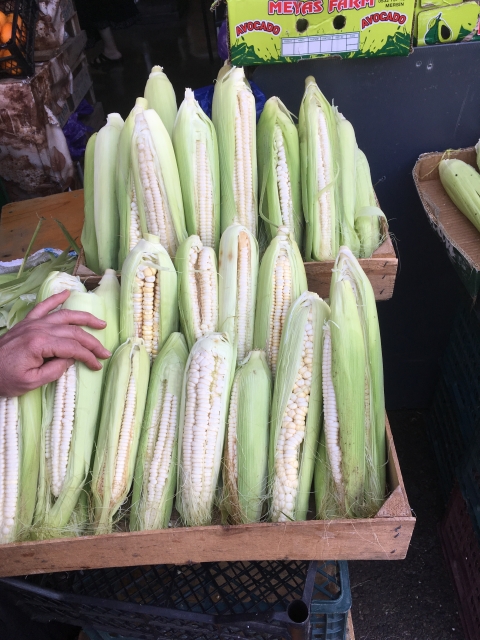 Homo Sapiens II (112)