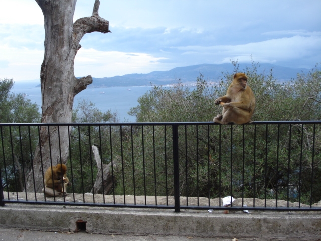 HOMO SAPIENS III (10)